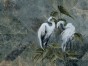 Ardea art 330 33 2101.jpg