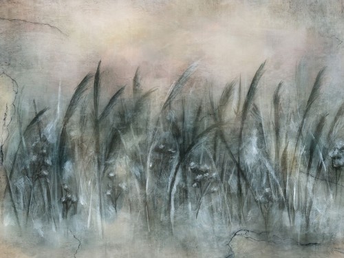 Canna Art. 535 32 2201.jpg