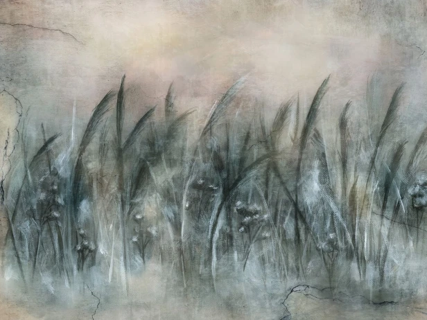 Canna Art. 535 32 2201.jpg