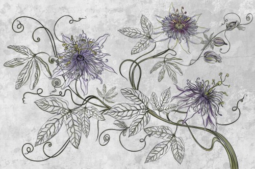 fototapeta Maraya TPA-0826-0213-00 passiflora fioletowa lawenda z oliwką na jasnym betonie
