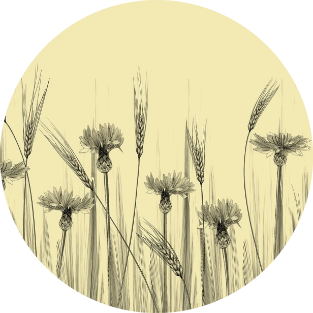 tapeta#65koło.png