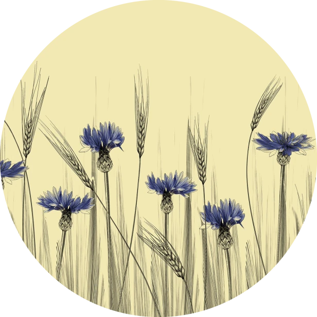tapeta#66-koło.png